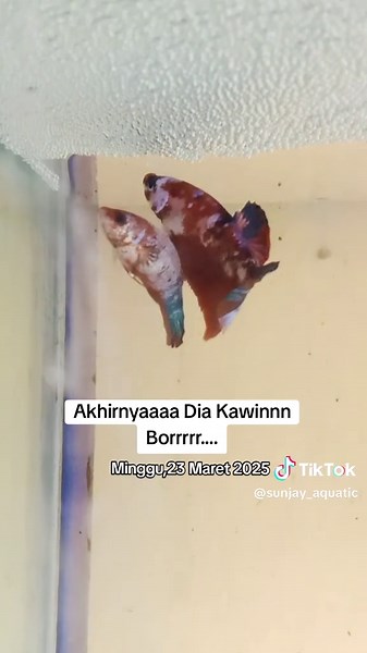 Sunjay Aquatic on TikTok