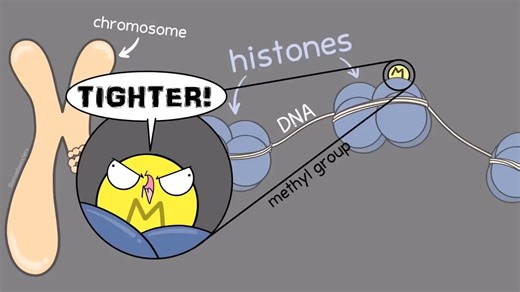 【Amoeba sisters】基因表达调控动画
