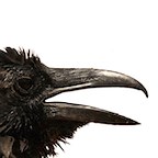 Raven's Eye | A different species of data analytic software.