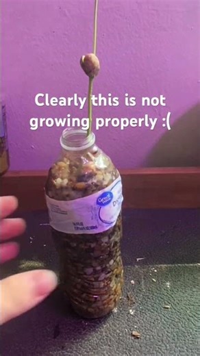 Soybean hydroponics #sustainability #gardening #plants