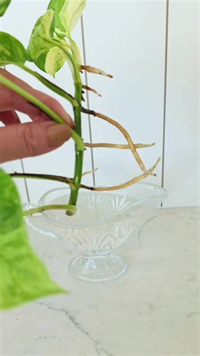 when you need to propagate horizontally, just grab a gravy bowl 😆 #plantsoftiktok #propagate #propagationstation #houseplants #houseplantsoftiktok