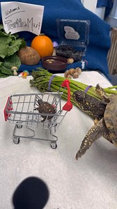 6K views · 76 reactions |  Volume On! Meet Our Box Turtle Family!...