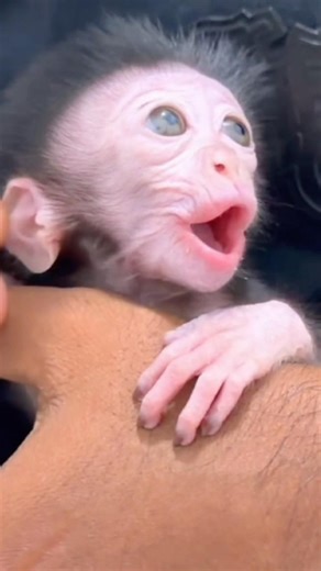 Why Is Baby Monkey Luci Still Upset? 🐒💔..