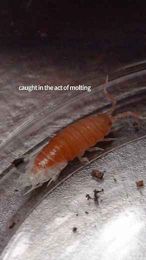 Who else loves watching the tiny lives of isopods? The more you observe their behaviors, the more fascinating they become! These clips feature a Powder Orange (Porcellionides pruinosus) isopod shedding its old exoskeleton (with eventual success) and Orange Cream (Porcellionides pruinosus) isopods eating a snack. . -THE DUDE ABIDES👍🏻 Location: The Bio Dude Inc Houston 15116 Highway 3 Bldg 4 Webster, TX 77598 Hours: Mon-Fri: 9am-4pm Sat: 10am-5pm Phone: (717) 305-0684 Email: customercare@thebiod