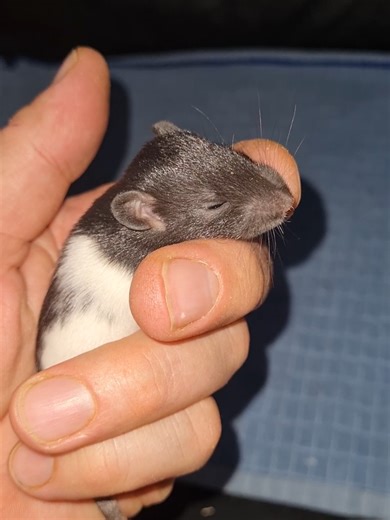 Adorable Rats: A Silly and Funny Compilation