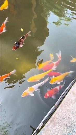 Beautiful fish #fish #beautifulfish