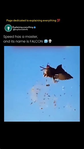 ExplainedInfo™ | Science | Facts on Instagram: "The falcon is a symbol of power, precision, and freedom. With sharp eyes that can spot prey from incredible distances, this majestic bird dominates the skies. Falcons are known for their sleek bodies, strong wings, and unmatched hunting skills, making them one of the most admired birds in the world. Their presence alone reflects speed, focus, and control in nature. What truly sets the falcon apart is its astonishing speed. During a hunting dive cal