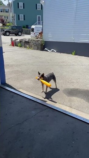 Have You Ever Seen a Dog that Plays Baseball? || ViralHog