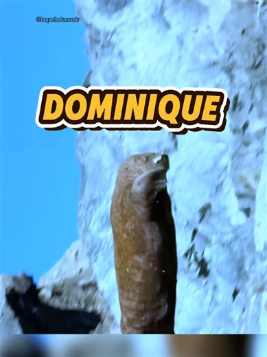 Faits Fascinants sur le Morse : Géant des Mers Arctiques