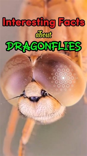 Dragonflies: The Little Helicopter of Nature 🚁