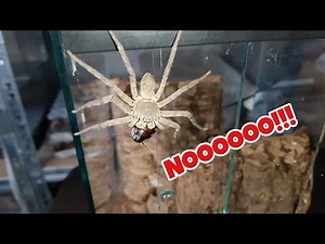 Update on some of my spiders | Huntsman Spiders | Feeding