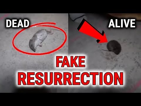 ImJayStation: RAISING THE DEAD AT 3AM IS FAKE! But Every Time He Says "GUYS" (ImJayStation Exposed)