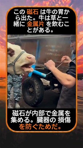 なぜ牛の胃に磁石を入れるのか？ 😳