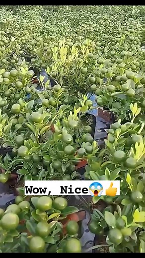 238K views · 1.8K reactions | Ang Galing ng technique na to guys oh #farming #technique #tips #lemon #calamansi #farmlife #reelsviral #fbreels | KaKa-IBa | Facebook
