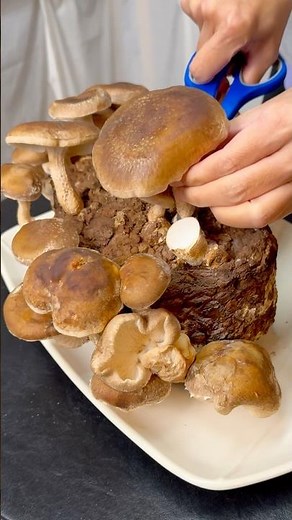 Shiitake Mushrooms - Colonization to Harvest #fungi #mushroom #shiitake #mushroomgrowing
