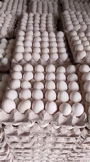 Layer Farming कैसे शुरू करें ? Egg Production Business ? Layer Poultry Farm Setup #layerfarming