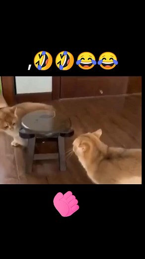 lion dance #cat #pet #kitty #foryou #fyp