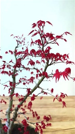 ¡JAPANESE MAPLE KABUDACHI! #bonsai #bonsaitree #bonsailover