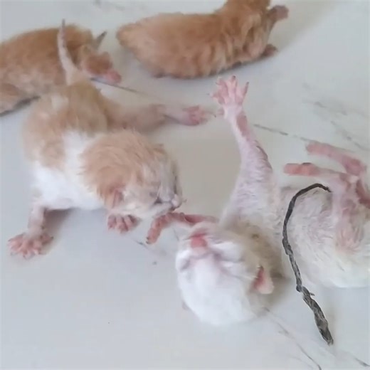 Newborn Kittens Starving And Calling Mother For Milk Unfortunately Mom Cat Hiding From Kittens_5 | Protective cat school