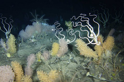 Prince Edward Islands — Marine Protected Areas South Africa