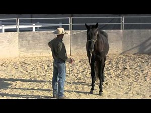 Groundwork basics with a 3 year old warmblood stallion