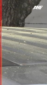 Atlanta tree pollen nearing peak, here's how to protect yourself