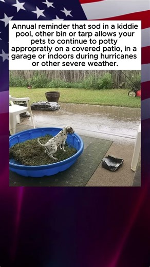 Pet Potty Solution for Hurricanes and Bad Weather