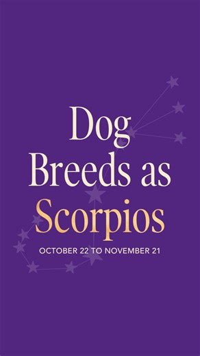 It’s officially Scorpio season! ♏ This sign is strong, perceptive, bold, and mysterious. Let us know which other breeds you think fit this zodiac sign in the comments. | Westminster Kennel Club Dog Show