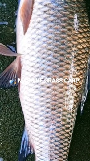 Massive Grass Carp Catch | Giant Freshwater Fish | Amazing River Fishing Adventure