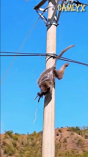"Monkey Gets Electric Shock on Power Line 😱⚡ Shocking Survival Moment!" #shorts ‪@Camlyx‬