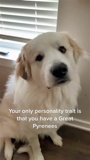 Exploring Great Pyrenees Personality Traits