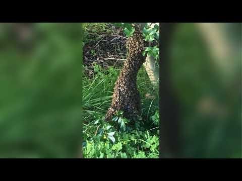 Genesis Termite & Pest Control: Expert Extermination Service in Lancaster, PA