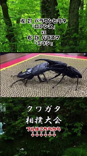 Palawan stag beetle Roanne vs Pallasma Mizushi #stagbeetle #insectbattle #bugbattle