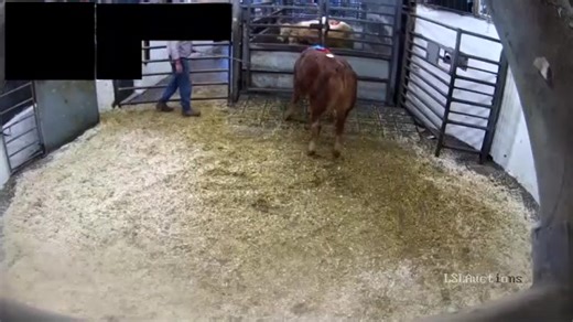 7.7K views · 80 reactions | Another show & sale, another Dovea Genetics sired champion! Check out this impressive Milbrook Dartangan (MBP) sired heifer weanling sell for €4,400 at today's show & sale in Castleisland Co-Op Mart | Dovea Genetics | Facebook