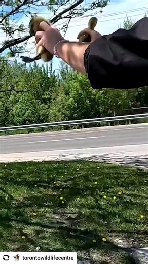 @torontowildlifecentre It’s time for gosling bowling… but it’s not what you think! 🐤 ⁠ ⁠ “Gosling bowling” is a term coined by the Rescue Team to describe the process of finding foster families for orphaned goslings.⁠ ⁠ Every spring and summer, these fluffy babies are admitted after they've been found injured, trapped, or wandering all alone. The orphans are well-cared for until they’re ready for the wild again! When that time comes, the Rescue Team heads out to areas that geese frequent. They 