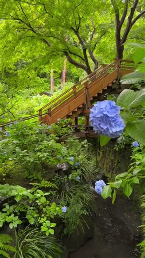 Meigetsu-in Blue in the Rain | Kamakura’s Most Beautiful Hydrangeas 💙💠🇯🇵