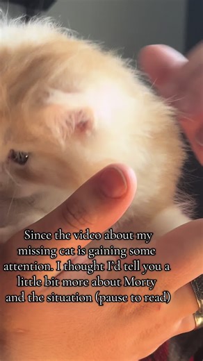 Help Find Morty: Missing Maine Coon Cat in Netherlands