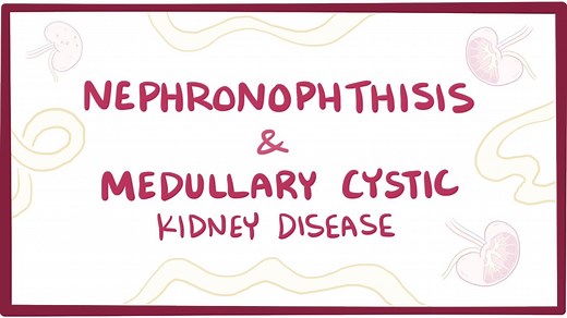 Medullary cystic kidney disease: Video, Causes, & Meaning | Osmosis