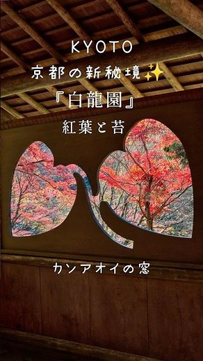 【白龍園】京都の紅葉秘境❤️🍁苔が見事な日本庭園 #白龍園 #秘境 #紅葉 #travel #旅行 #紅葉2024