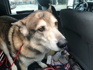 'Escape Artist' Dog Rides Bus From Seattle To Renton