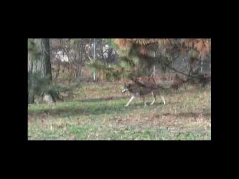 Wolf Attacks Squirrel