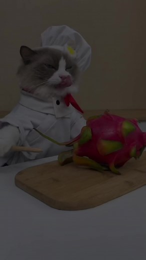 Chef Cat 🍲 #cat #catsoftiktok #nourisheveryyou #chef #fyp