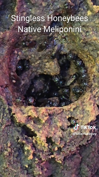 America's Native Honeybees #bee #stinglessbee #costarica #killerbeeguy