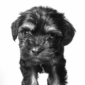 Schnoodle Puppies Near Me | Available Dogs | Lawrenceville GA