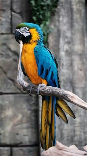 Beautiful macaw bird 🦜 . #shortsfeed #macaw
