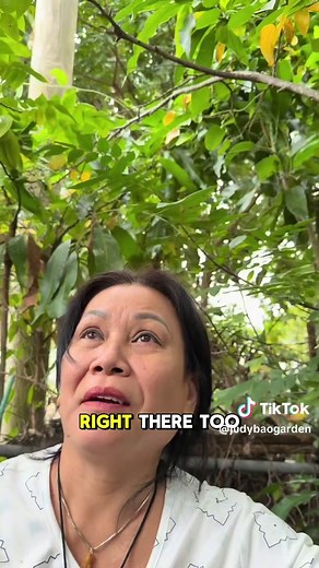 Exploring Star Fruit Trees and Their Surprising Clusters