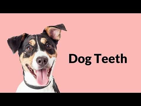 How Many Teeth Do Dogs Have?