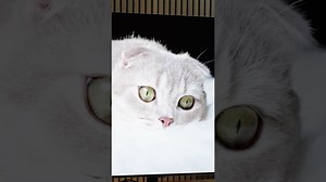 LG G2 vs G5: Spot the Key Differences in Design