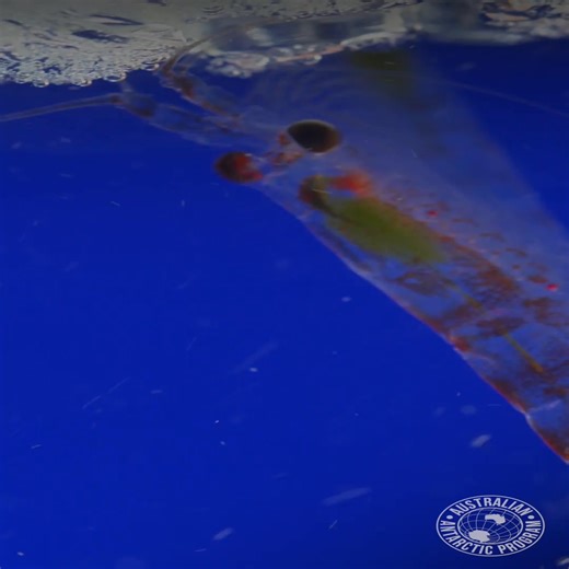 7.1K views · 171 reactions | Happy World Krill Day!  戀 Did you know that these tiny crustaceans play a huge role in the Antarctic and Southern Ocean ecosystem? 類 They’re so important that some of our scientists have dedicated their lives to studying and protecting them. Coinciding with National Science Week today is the perfect time to dive into this video and explore fascinating krill facts.  | Australian Antarctic Program | Facebook