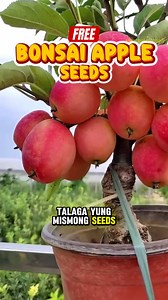 ✨LIBRENG BONSAI APPLE FREE SEEDS✨ Hi Ka-Farmer! Magsasara na ang aming shop dito sa Japan at marami pang natitirang Bonsai Apple Seeds sayang kung itatapon lang. Kaya ipinamimigay na namin LIBRE Perfect ito kung gusto niyo magsimula mag-garden o pang-hobby lang sa bahay.💖 Wala kayong babayaran sa mismong item konting shipping fee lang. Ber-months na rin at papalapit na ang Pasko perfect pang-regalo o pang-simula ng bagong hobby.💖 Grab your Libreng Bonsai Apple Seeds ngayon Comment o i-share la